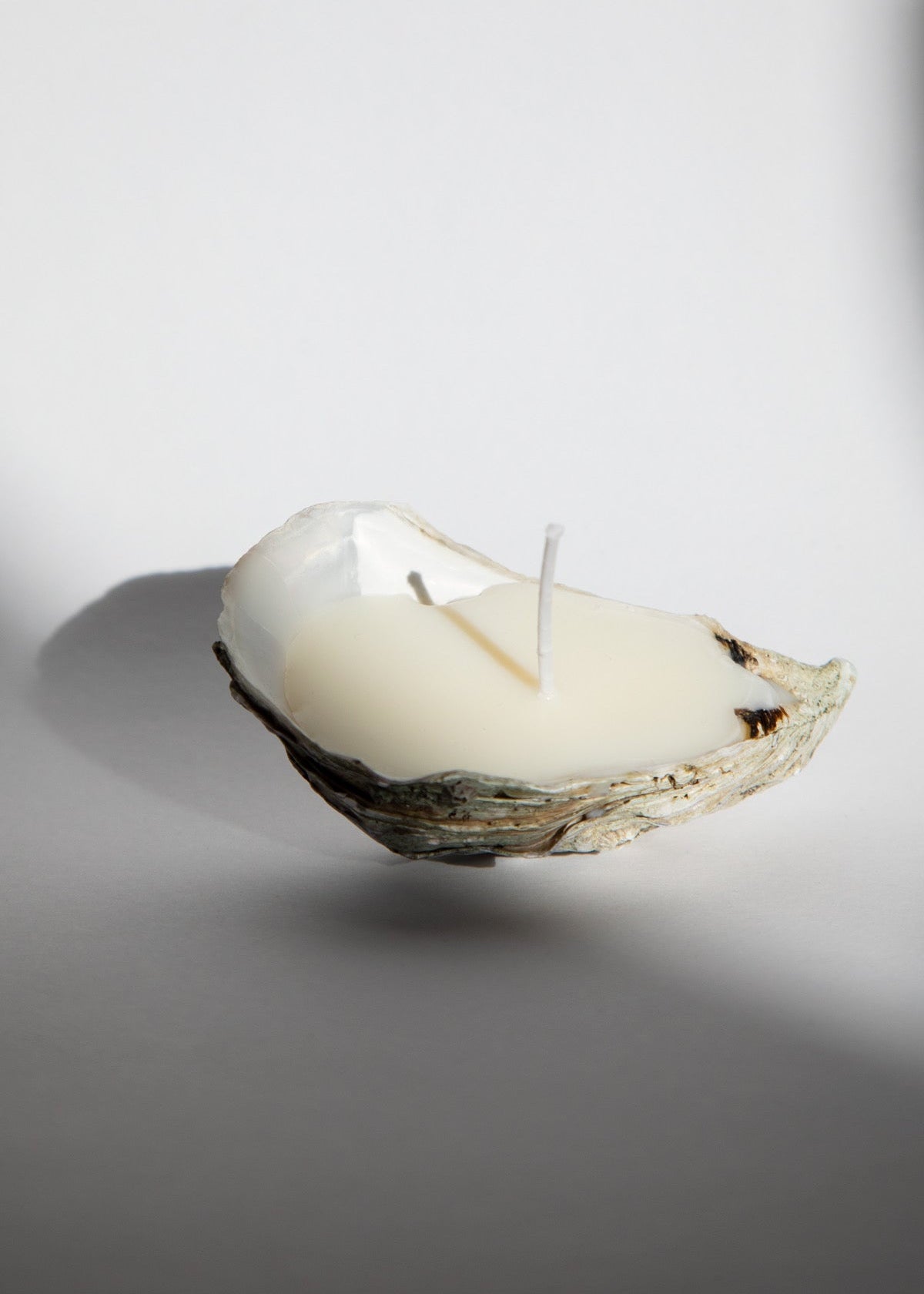 White candle in a oyster shell on a gray background